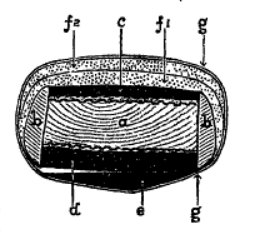 bow cross section